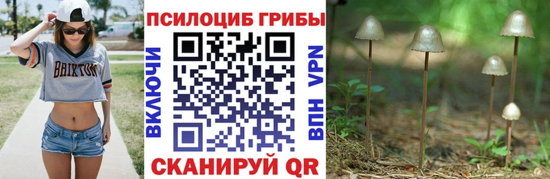 Псилоцибиновые грибы ЛСД  blacksprut вход  Среднеуральск 